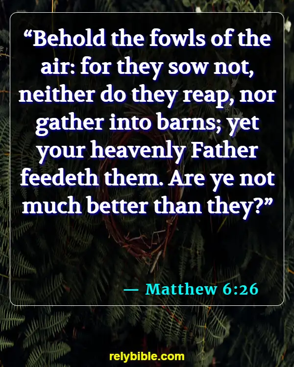 Bible verses About Gods Care (Matthew 6:26)
