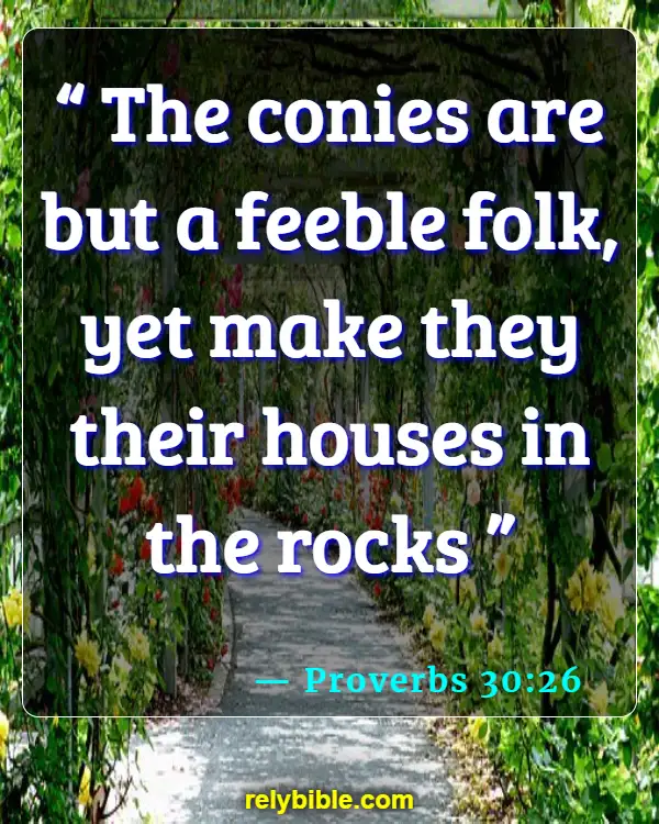 Bible Verse (Proverbs 30:26)