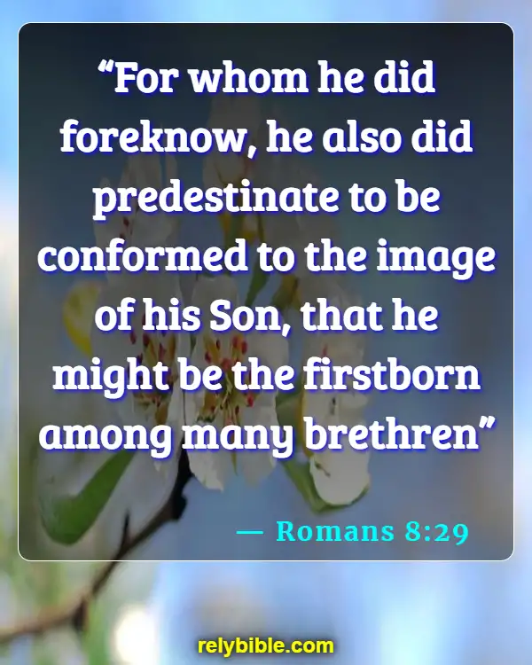 Bible verses About Identity In Christ (Romans 8:29)