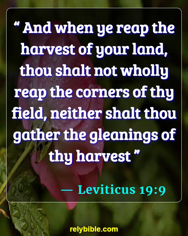 Bible verses About Reaping The Harvest (Leviticus 19:9)