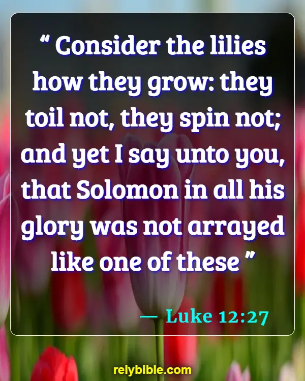 Bible verses About Warmth (Luke 12:27)